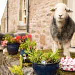 Airbnb Animal Experience