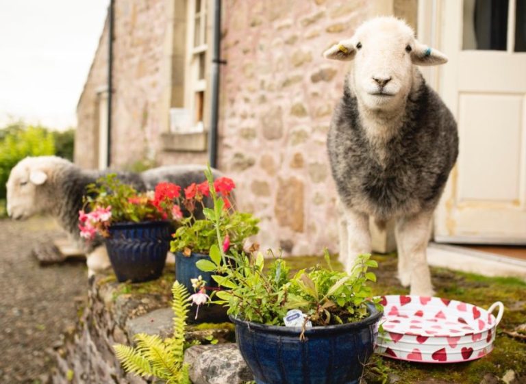 Airbnb Animal Experience