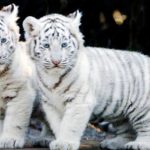 Tigre Blanco