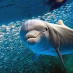 delfines tripadvisor