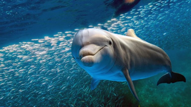 delfines tripadvisor