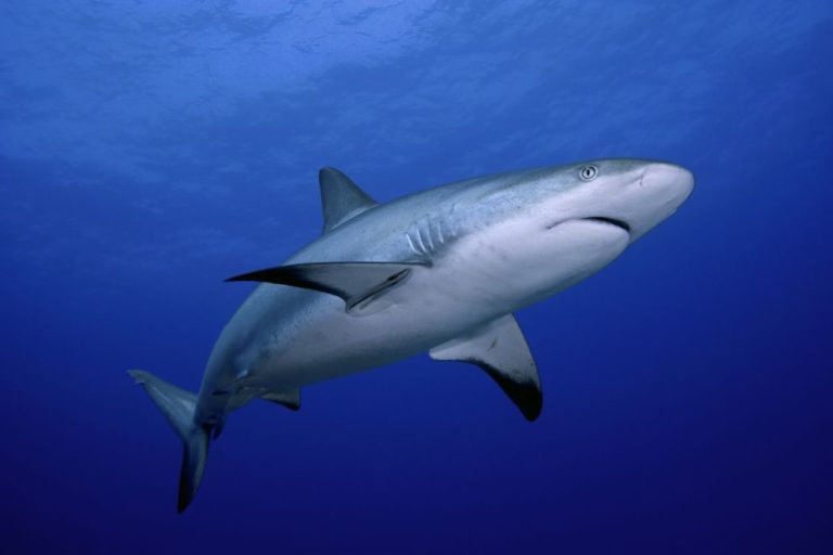 Tiburon ataque