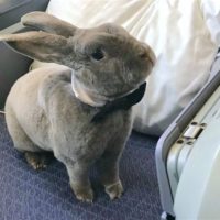 Coco rabbit