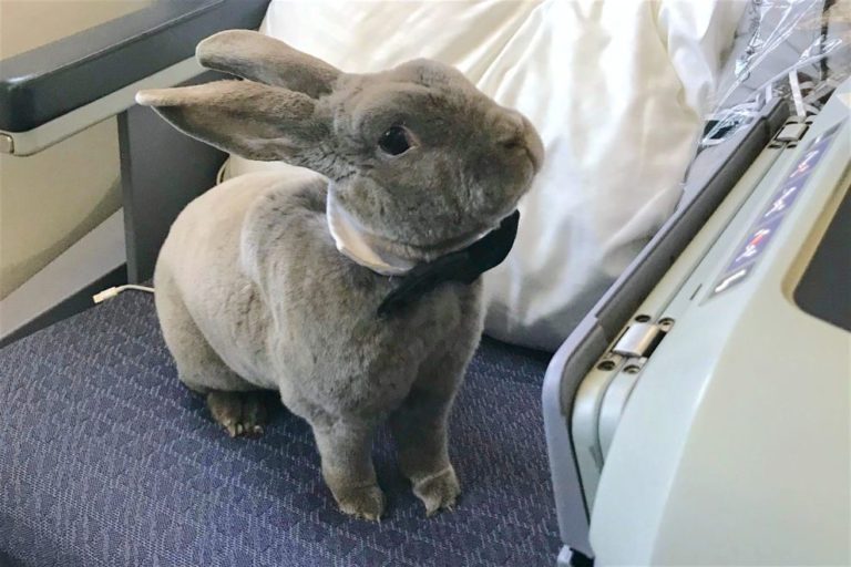 Esta adorable mascota voló en clase ejecutiva de los EE.UU. a Japón 2020