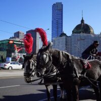 Carruaje Caballos