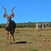 Safari Africa