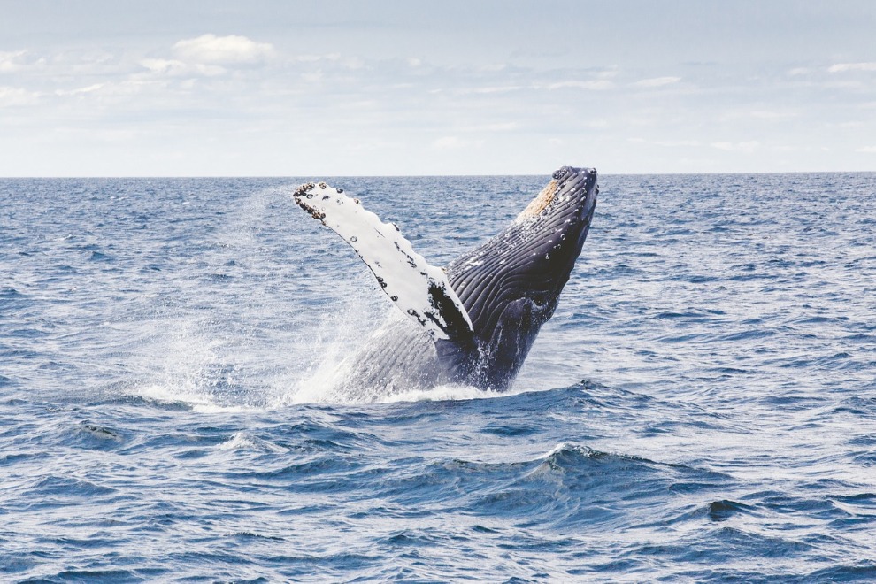 Guía de viajes: todo lo que tenés que saber sobre el avistamiento de ballenas en Islandia